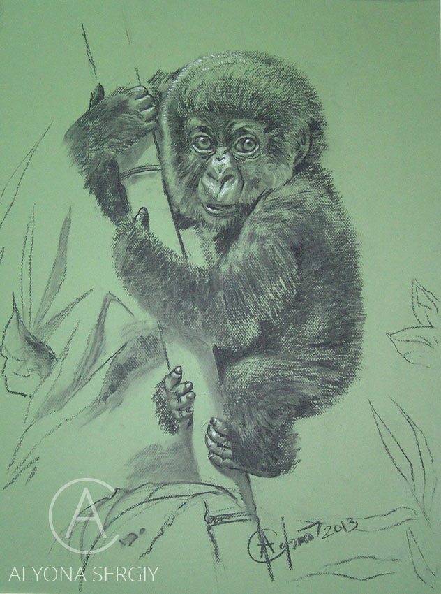 12 gorilla baby carbon